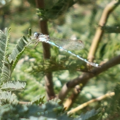 Austrolestes leda (Wandering Ringtail) at Franklin, ACT - 19 Feb 2021 by trevorpreston