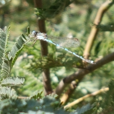 Austrolestes leda (Wandering Ringtail) at Franklin, ACT - 19 Feb 2021 by tpreston