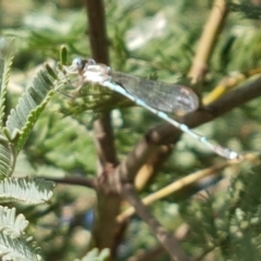 Austrolestes leda at Franklin, ACT - 19 Feb 2021 05:03 PM