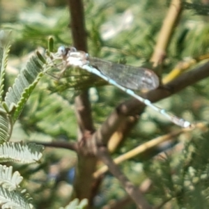 Austrolestes leda at Franklin, ACT - 19 Feb 2021