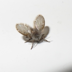 Clogmia albipunctata (Bathroom Moth Fly) at Flynn, ACT - 19 Feb 2021 by Christine