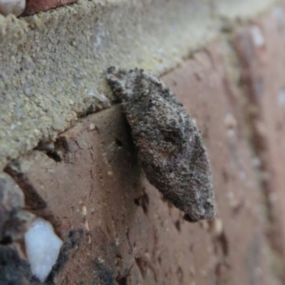 Cebysa leucotelus (Australian Bagmoth) at Flynn, ACT - 19 Feb 2021 by Christine