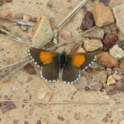 Lucia limbaria (Chequered Copper) at Lawson, ACT - 18 Feb 2021 by Christine