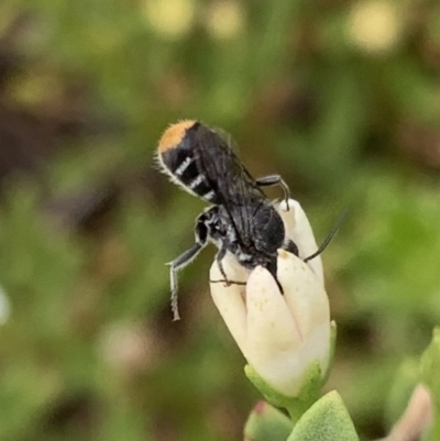 Megachile (Hackeriapis) oblonga (A Megachild bee) at Murrumbateman, NSW - 19 Feb 2021 by SimoneC