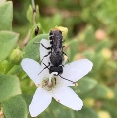 Megachile (Hackeriapis) oblonga at Murrumbateman, NSW - 19 Feb 2021