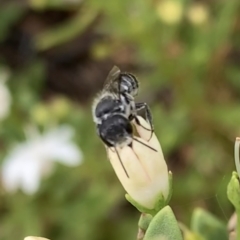 Megachile (Hackeriapis) oblonga at Murrumbateman, NSW - 19 Feb 2021