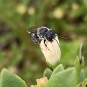 Megachile (Hackeriapis) oblonga at Murrumbateman, NSW - 19 Feb 2021
