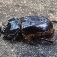 Dasygnathus trituberculatus (Rhinoceros beetle) at Acton, ACT - 19 Feb 2021 by HelenCross