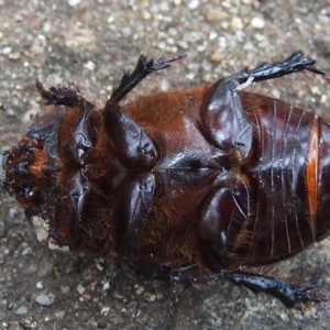 Dasygnathus sp. (genus) at Acton, ACT - 19 Feb 2021