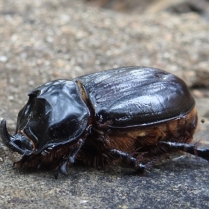 Dasygnathus sp. (genus) at Acton, ACT - 19 Feb 2021