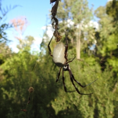 Trichonephila edulis (Golden orb weaver) at Acton, ACT - 19 Feb 2021 by HelenCross