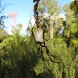 Trichonephila edulis at Acton, ACT - 19 Feb 2021