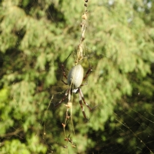 Trichonephila edulis at Acton, ACT - 19 Feb 2021