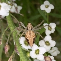 Oxyopes (genus) (Lynx spider) at Murrumbateman, NSW - 19 Feb 2021 by SimoneC
