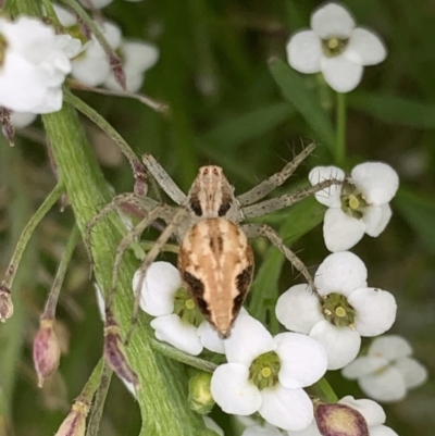 Oxyopes (genus) (Lynx spider) at Murrumbateman, NSW - 19 Feb 2021 by SimoneC