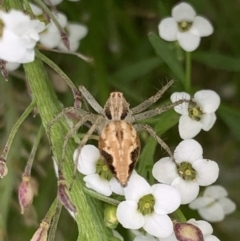 Oxyopes sp. (genus) (Lynx spider) at Murrumbateman, NSW - 19 Feb 2021 by SimoneC