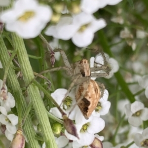 Oxyopes sp. (genus) at Murrumbateman, NSW - 19 Feb 2021