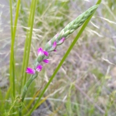 Spiranthes australis (Austral Ladies Tresses) at MTR591 at Gundaroo - 8 Jan 2021 by MaartjeSevenster