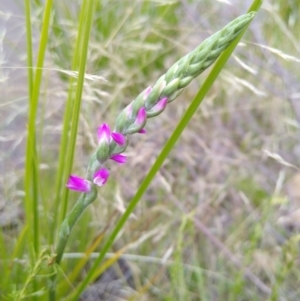 Spiranthes australis at Gundaroo, NSW - 8 Jan 2021