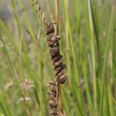 Spiranthes australis (Austral Ladies Tresses) at Gundaroo, NSW - 19 Feb 2021 by MaartjeSevenster