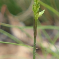 Corunastylis cornuta (Horned Midge Orchid) at MTR591 at Gundaroo - 19 Feb 2021 by MaartjeSevenster