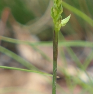 Corunastylis cornuta at Gundaroo, NSW - 19 Feb 2021