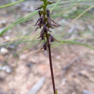 Corunastylis clivicola at Gundaroo, NSW - 18 Feb 2021