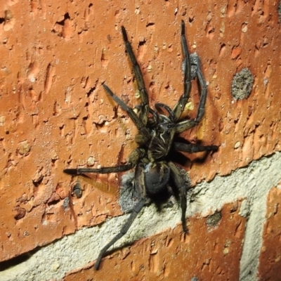 Tasmanicosa sp. (genus) (Unidentified Tasmanicosa wolf spider) at Kambah, ACT - 10 Feb 2021 by HelenCross