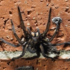 Tasmanicosa sp. (genus) at Kambah, ACT - 10 Feb 2021