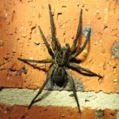 Tasmanicosa sp. (genus) at Kambah, ACT - 10 Feb 2021