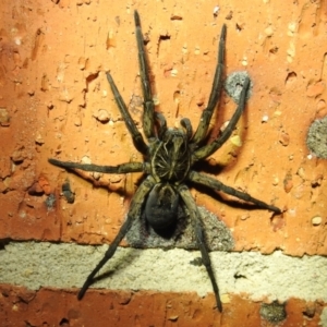 Tasmanicosa sp. (genus) at Kambah, ACT - suppressed