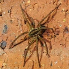 Venatrix sp. (genus) (Unidentified Venatrix wolf spider) at Lions Youth Haven - Westwood Farm A.C.T. - 10 Feb 2021 by HelenCross