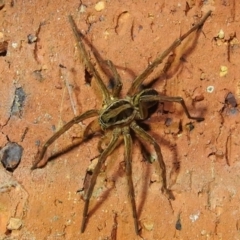 Venatrix sp. (genus) (Unidentified Venatrix wolf spider) at Kambah, ACT - 10 Feb 2021 by HelenCross