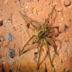 Venatrix sp. (genus) at Kambah, ACT - suppressed