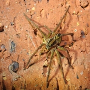 Venatrix sp. (genus) at Kambah, ACT - 10 Feb 2021