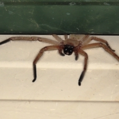 Delena cancerides (Social huntsman spider) at Lions Youth Haven - Westwood Farm A.C.T. - 10 Feb 2021 by HelenCross