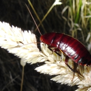 Platyzosteria similis at Kambah, ACT - 10 Feb 2021