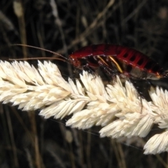 Platyzosteria similis at Kambah, ACT - suppressed