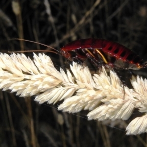 Platyzosteria similis at Kambah, ACT - 10 Feb 2021