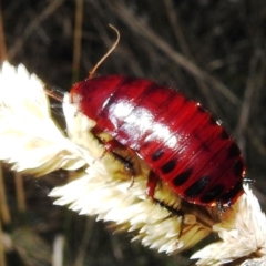 Platyzosteria similis at Kambah, ACT - 10 Feb 2021