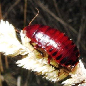 Platyzosteria similis at Kambah, ACT - 10 Feb 2021