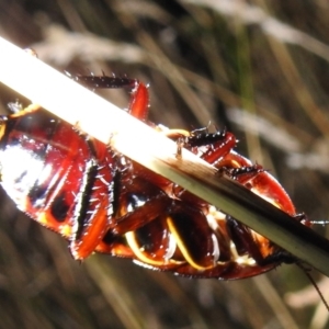 Platyzosteria similis at Kambah, ACT - 10 Feb 2021