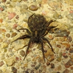 Lycosidae (family) (Unidentified wolf spider) at Kambah, ACT - 10 Feb 2021 by HelenCross