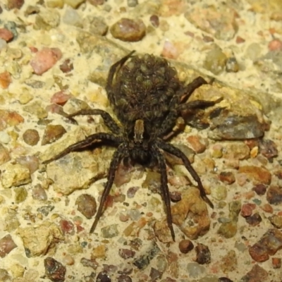 Lycosidae (family) (Unidentified wolf spider) at Lions Youth Haven - Westwood Farm A.C.T. - 10 Feb 2021 by HelenCross