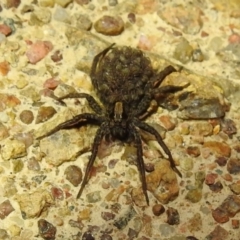 Lycosidae (family) (Unidentified wolf spider) at Lions Youth Haven - Westwood Farm - 10 Feb 2021 by HelenCross