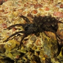 Lycosidae (family) at Kambah, ACT - suppressed