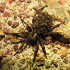 Lycosidae (family) at Kambah, ACT - suppressed