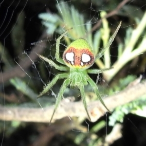 Araneus circulissparsus (species group) at Kambah, ACT - 8 Feb 2021