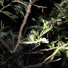 Araneus circulissparsus (species group) at Kambah, ACT - 8 Feb 2021