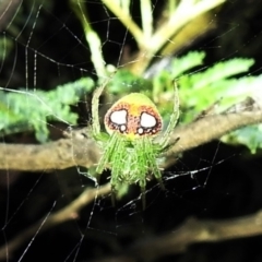 Araneus circulissparsus (species group) at Kambah, ACT - 8 Feb 2021